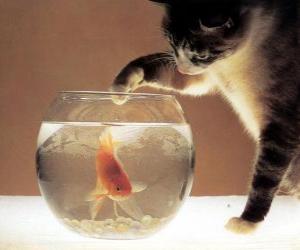 Puzzle Γάτα βλέποντας ένα ψάρι